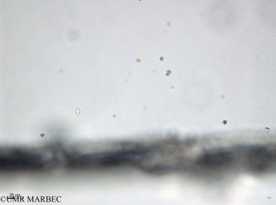 phyto/Bizerte/bizerte_bay/RISCO April 2014/Ollicola vangoorii (-140729_001_ovl)(copy)_thumb.jpg